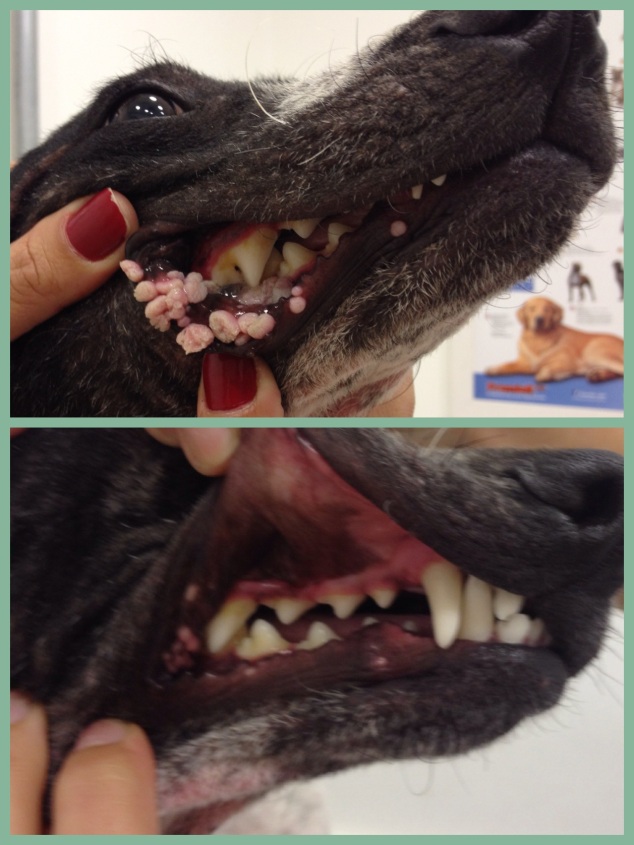 Valente, cão, macho 10 meses. Antes e depois do tratamento com medicação homeopática.